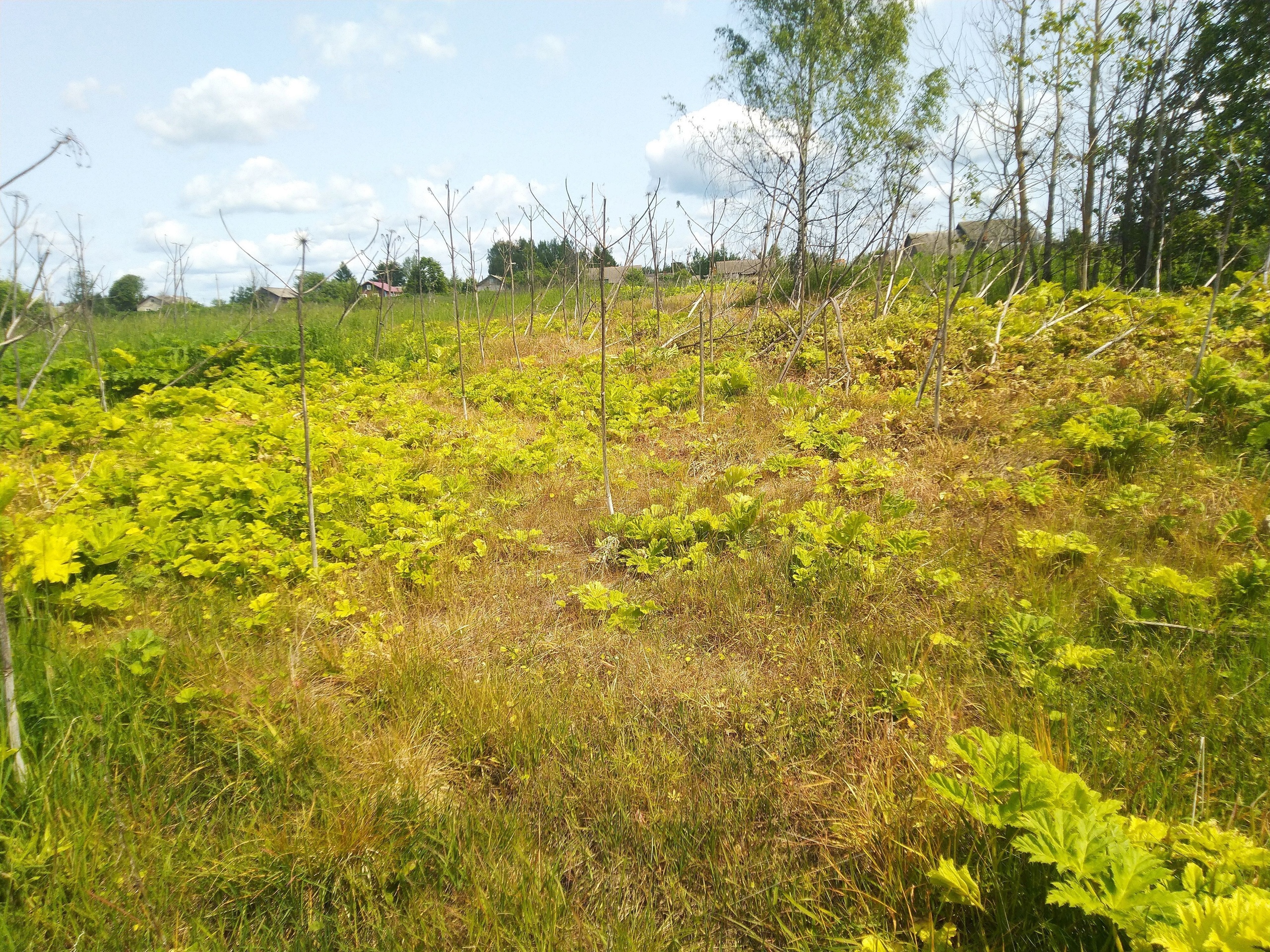 В Кинешемском районе завершился первый этап обработки от борщевика Сосновского