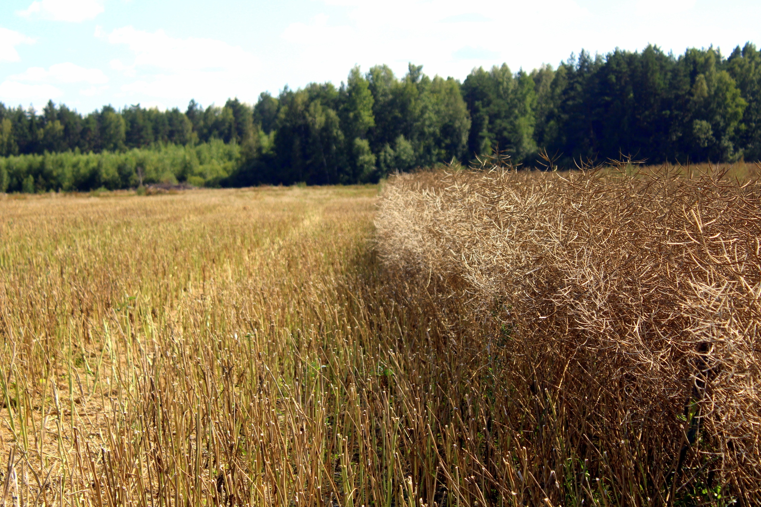 В Кинешемском районе началась заготовка кормов для скота