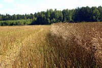 В Кинешемском районе началась заготовка кормов для скота