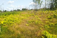 В Кинешемском районе обработали от борщевика более 90 га