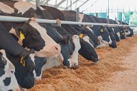 В Ивановской области выросло производство производство молочной продукции