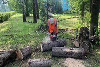 На улицах Льва Толстого и ул.Юрьевецкой спилили аварийные деревья