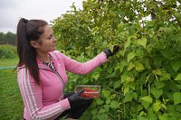 Площадь плодово-ягодных насаждений в регионе за последние годы увеличилась в 25 раз