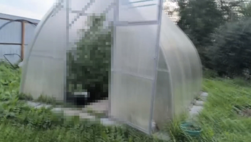 72-летний житель Кохмы выращивал на огороде коноплю