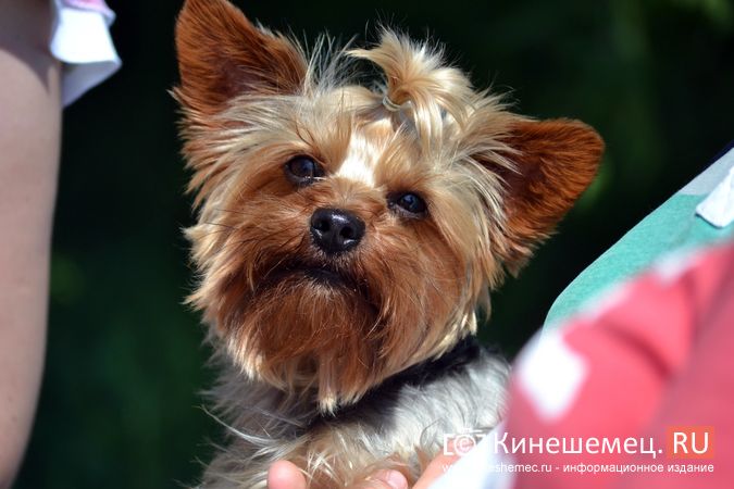 Современные технологии, по которым создается премиальный корм