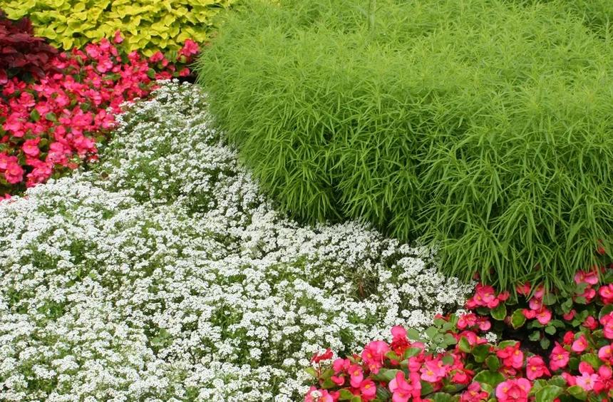 Как рассада цветов высокого качества помогает создавать яркие ландшафтные композиции