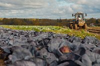 Ивановские аграрии собрали почти 5 тыс. тонн картофеля и овощей