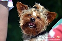 Мир глазами щенка: интересные открытия для заботливых владельцев