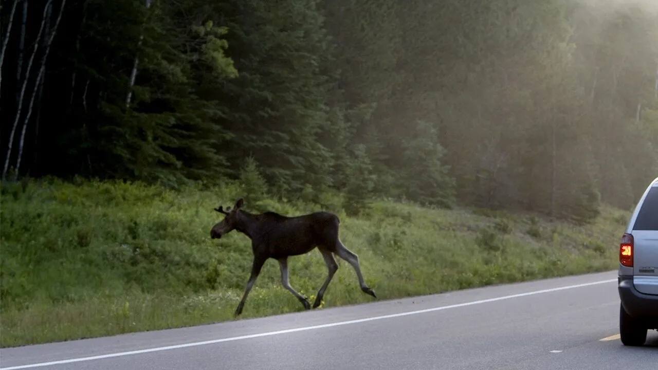 Автомобилистов Ивановской области предупреждают об осенней миграции диких лосей