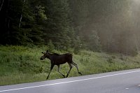 Автомобилистов Ивановской области предупреждают об осенней миграции диких лосей