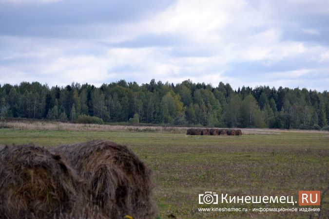 В администрации Кинешемского района рассказали, как себя вести при встрече с медведем