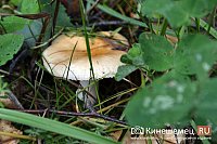 Ивановцы увлеклись «тихой охотой»