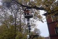 На 3-й Заречной и Социалистической улицах спилили аварийные деревья