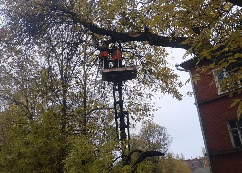 На 3-й Заречной и Социалистической улицах спилили аварийные деревья