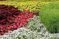 Аэрация и вертикуляция: две процедуры для одной цели — здоровый газон