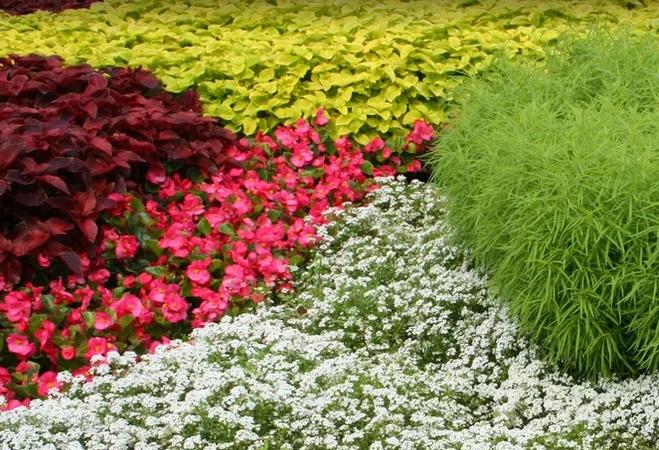 Аэрация и вертикуляция: две процедуры для одной цели — здоровый газон