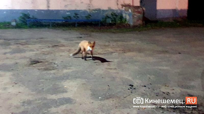 В Кинешме лиса вышла к городской бане