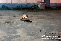 В Кинешме лиса вышла к городской бане