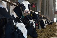 В Ивановской области продолжается рост производства животноводческой продукции