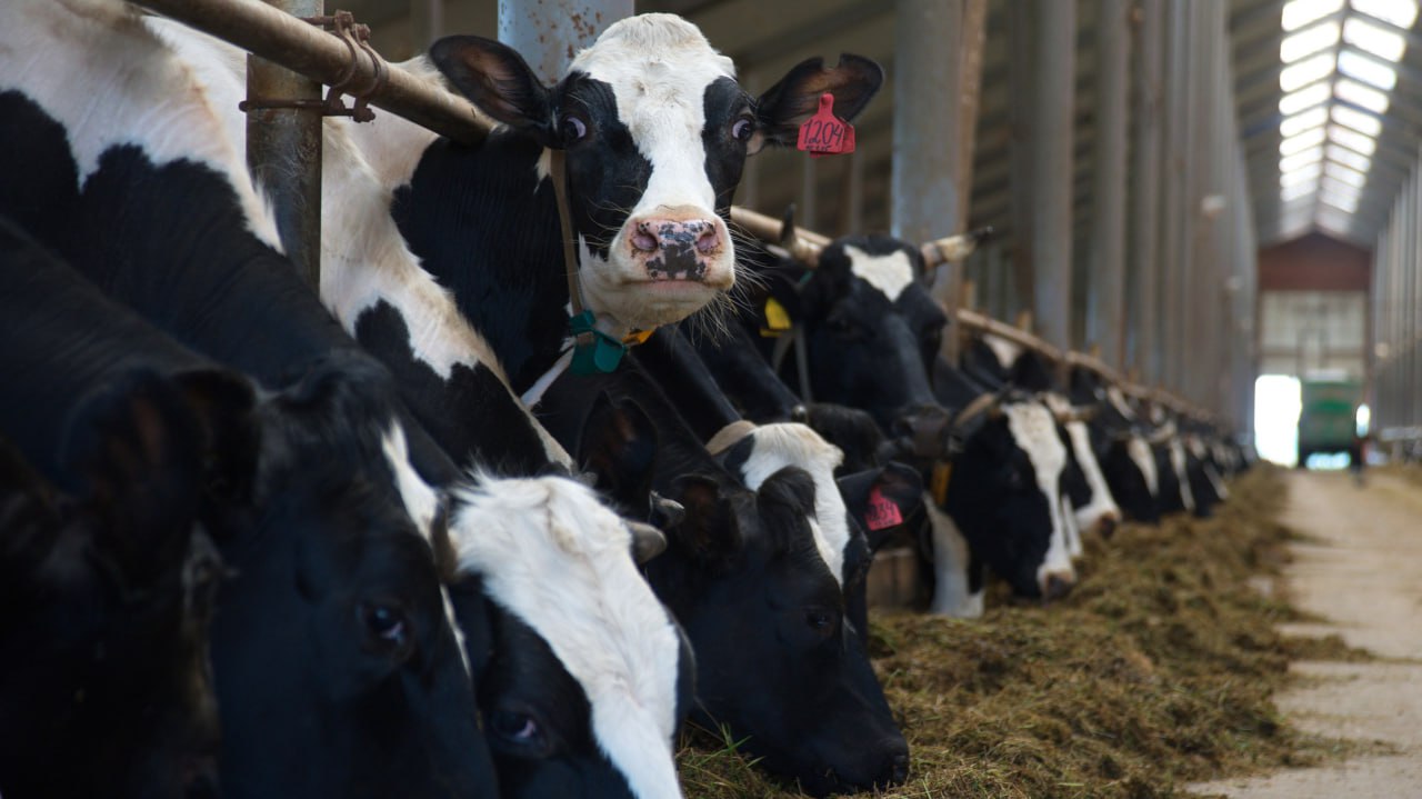 В Ивановской области продолжается рост производства животноводческой продукции