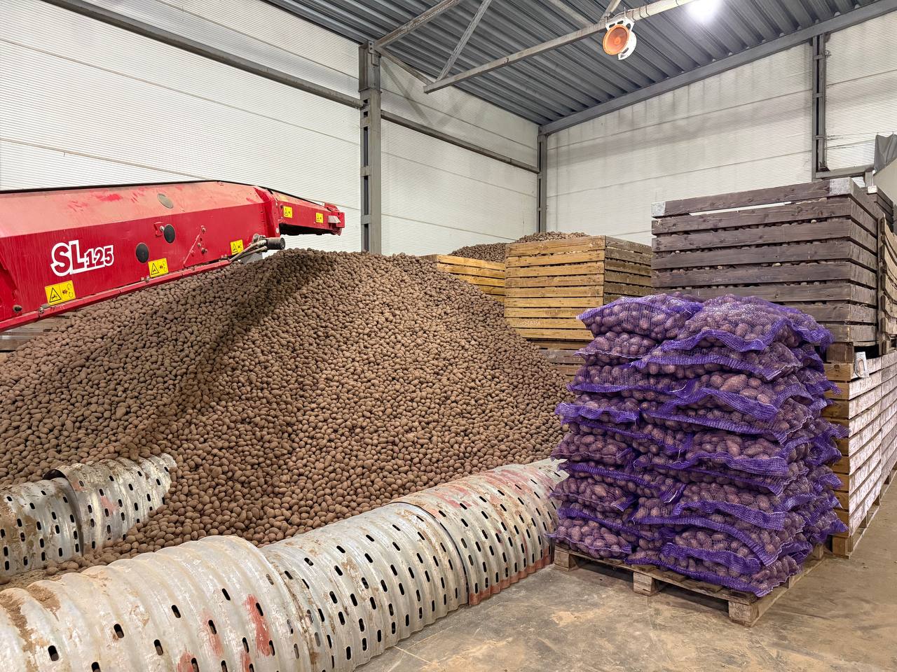 Урожай картофеля в регионе в 2025 году превысил 19 тыс. тонн