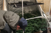 Наркосбытчики выращивали коноплю в квартирах в Кинешме и Заволжске