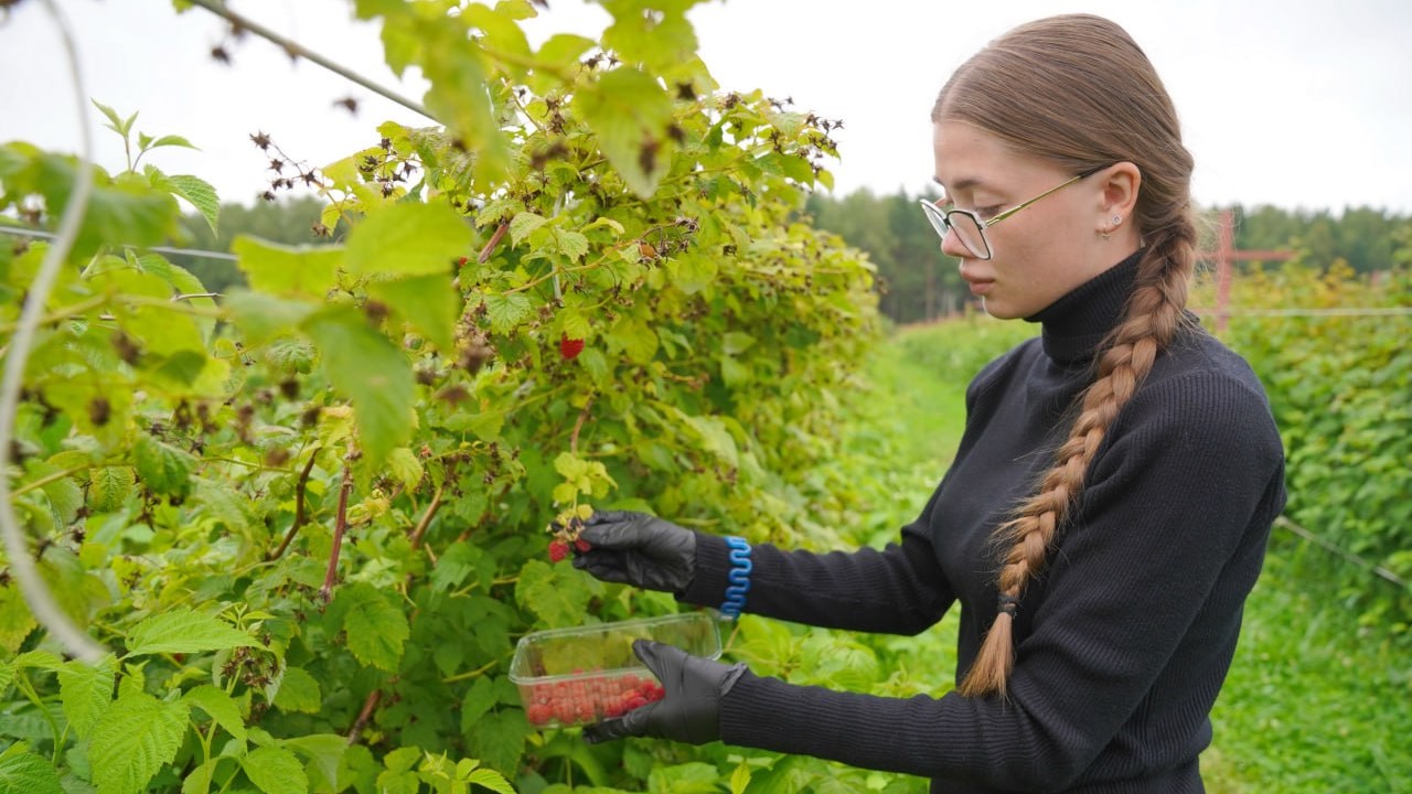 Производство ягод в Ивановской области за семь лет увеличилось в 28 раз