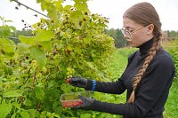 Производство ягод в Ивановской области за семь лет увеличилось в 28 раз