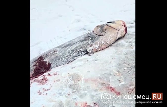 Кровь на льду: на Волге у Кинешмы браконьеры варварски уничтожают сомов