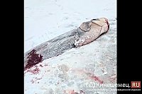 Кровь на льду: на Волге у Кинешмы браконьеры варварски уничтожают сомов