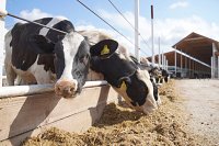 В регионе увеличат господдержку на производство сырого молока