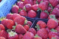 В Ивановской области почти на 15% выросло производство ягод