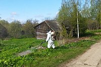 В Ивановской области будут изымать участки, заросшие борщевиком