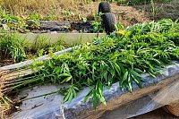 Житель Кинешмы спрятал у себя в бане 2 кг дикорастущей конопли