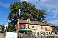 Подрядная организация спилит в Кинешме 24 аварийных дерева