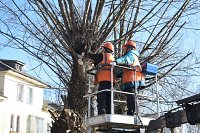 На улице Вичугской кронируют деревья
