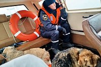 В Кинешме на Волге спасли тонущих собак