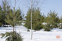 В 2026 году в Ивановской области восстановят леса на площади 5,9 тыс. гектаров