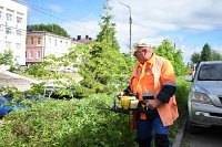 УГХ Кинешмы приступила к формированию кустарников