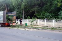 Заросли над тротуаром в центре Кинешмы подрезали