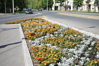 На клумбах Кинешмы распустились более 12 тысяч цветов