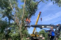 В июле УГХ спилило более 30 аварийных деревьев