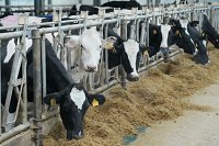 Производство молока в Ивановской области увеличилось на 13%