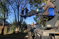 В сентябре в Кинешме спилено более 20 аварийных деревьев