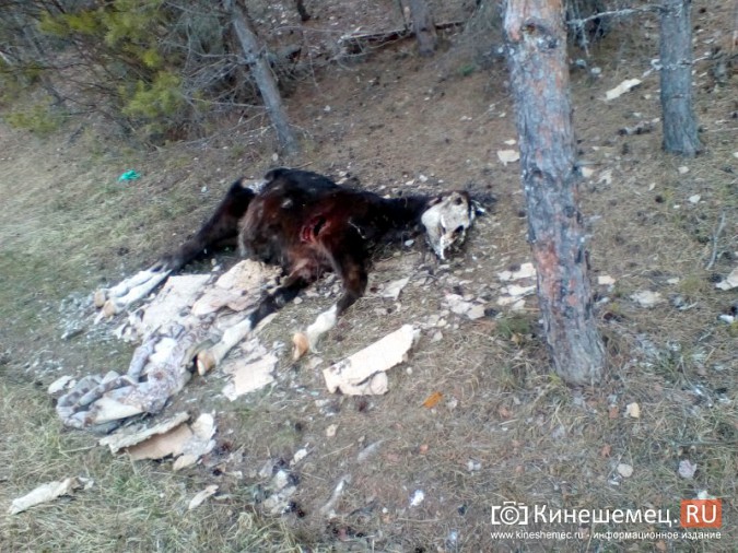 В Кинешемском районе нашли разлагающийся труп лошади фото 2