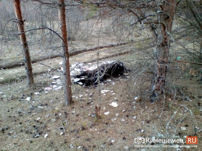 В Кинешемском районе нашли разлагающийся труп лошади фото 3