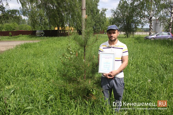 Стало известно, кто высадил сосны в березовой аллее на улице Маршала Василевского фото 12
