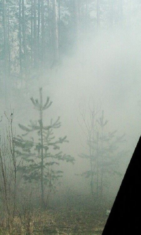 Кинешемские пожарные спасли от огня лес фото 3