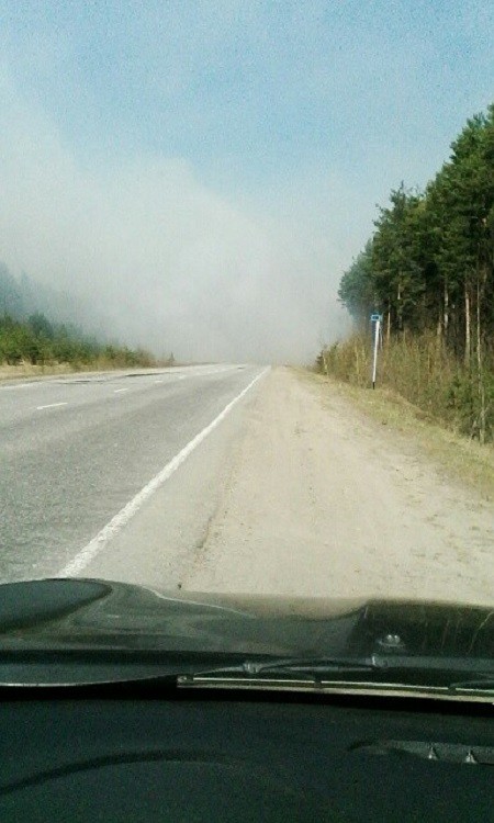 Кинешемские пожарные спасли от огня лес фото 4