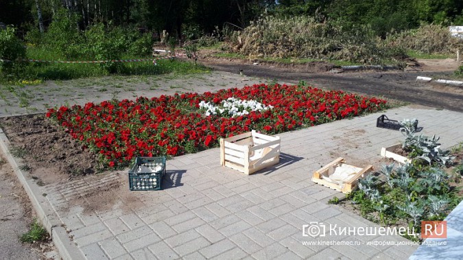 УГХ Кинешмы приступило к пересадке цветов из клумб в центральном парке фото 5
